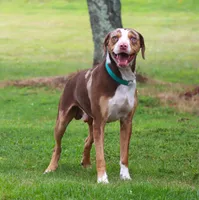 Ruger, a male Catahoula Leopard Dog for sale in New Brunswick, NJ – 7 of 10