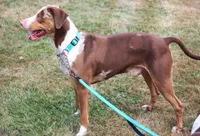 Ruger, a male Catahoula Leopard Dog for sale in New Brunswick, NJ – 9 of 10