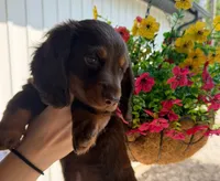 Teddy, a male Dachshund for sale in Mansfield, MO – 5 of 5