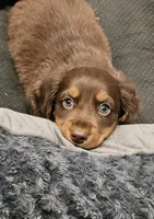 Teddy, a male Dachshund for sale in Mansfield, MO – 3 of 5