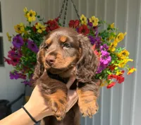 Teddy, a male Dachshund for sale in Mansfield, MO – 4 of 5