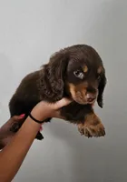 Teddy, a male Dachshund for sale in Mansfield, MO – 2 of 5