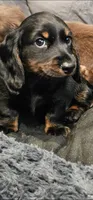 Reese, a male Dachshund for sale in Mansfield, MO – 2 of 2