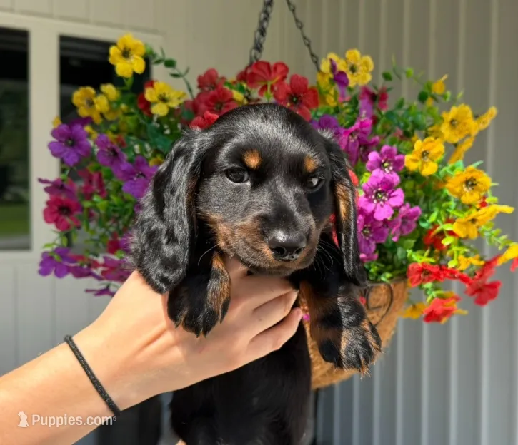 Reese – Dachshund puppy for sale in Mansfield, MO
