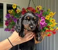 Reese, a male Dachshund for sale in Mansfield, MO – 1 of 2