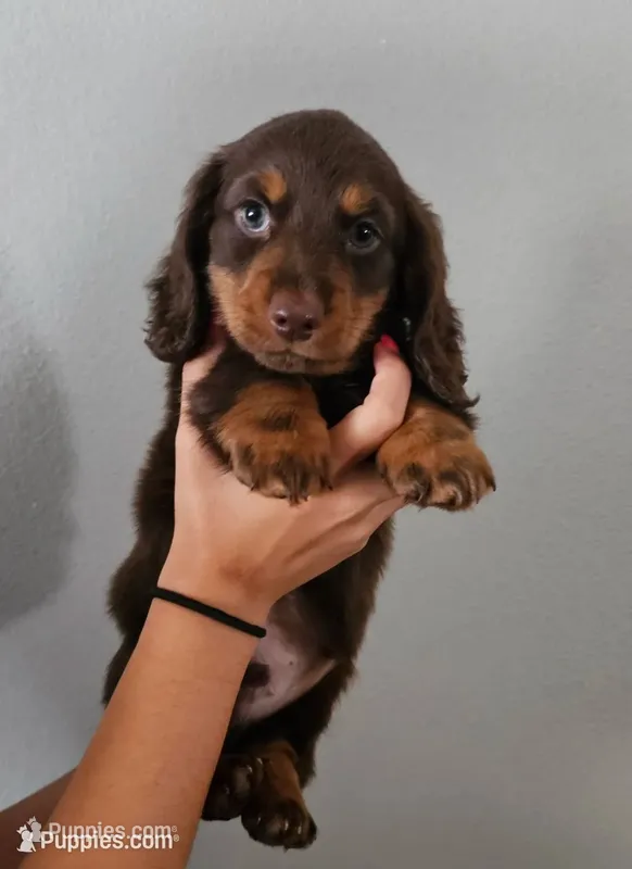 Teddy – Dachshund puppy for sale in Mansfield, MO