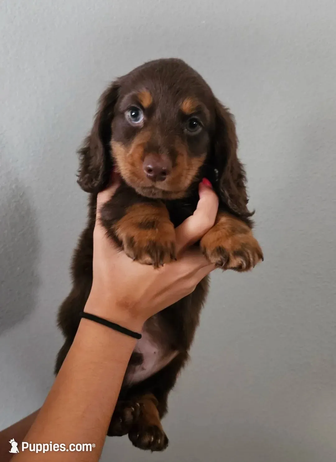 Teddy, a male Dachshund for sale in Mansfield, MO – 1 of 5