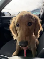 Nala, a female Golden Retriever for sale in Madison, WI – Photo 2 of 2