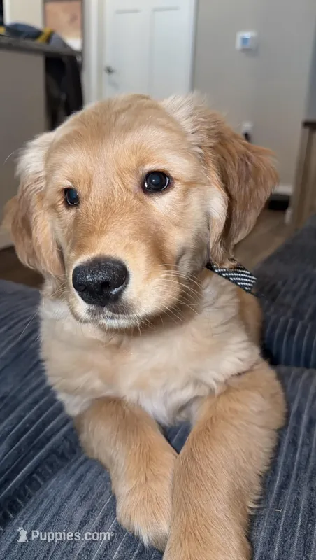 Nala – Golden Retriever puppy for sale in Madison, WI