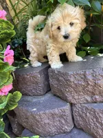 Tobby, a male Poodle - Toy  for sale in West Sacramento, CA – 3 of 3