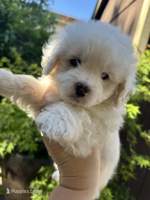 Ray – Poodle - Toy  puppy for sale in West Sacramento, CA