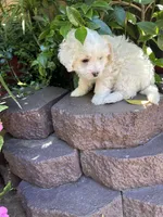 Ray, a male Poodle - Toy  for sale in West Sacramento, CA – 2 of 2