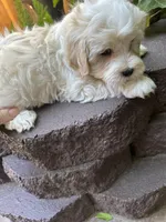 Roy, a male Poodle - Toy  for sale in West Sacramento, CA – 2 of 2