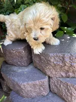 Tobby, a male Poodle - Toy  for sale in West Sacramento, CA – 2 of 3