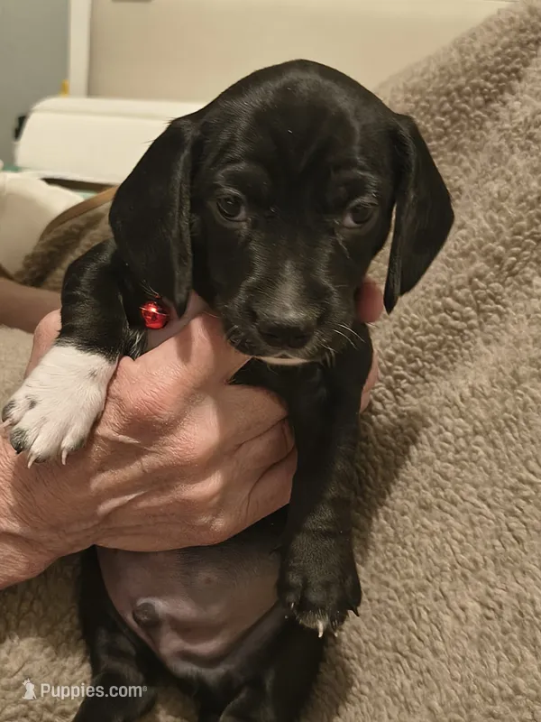 Sock – Miniature Dachshund puppy for sale in Pueblo, CO