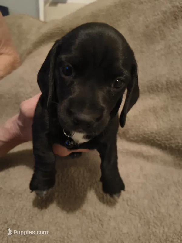 Domino – Miniature Dachshund puppy for sale in Pueblo, CO