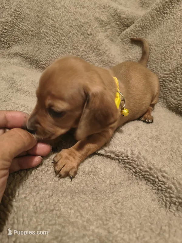 Stella – Miniature Dachshund puppy for sale in Pueblo, CO
