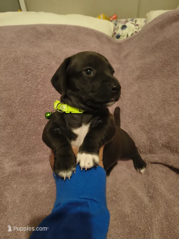 Cocoa – Miniature Dachshund puppy for sale in Pueblo, CO