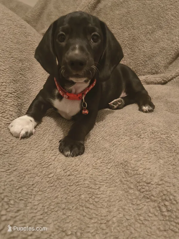 Sock – Miniature Dachshund puppy for sale in Pueblo, CO