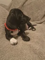 Puppy , a male Miniature Dachshund for sale in Pueblo, CO – 3 of 3