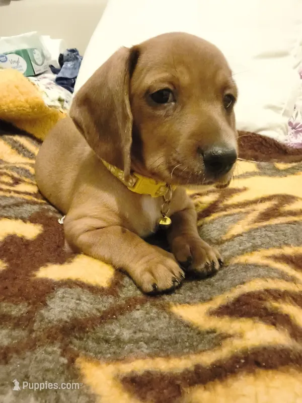 Prince – Miniature Dachshund puppy for sale in Pueblo, CO