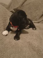 Puppy , a male Miniature Dachshund for sale in Pueblo, CO – 2 of 3