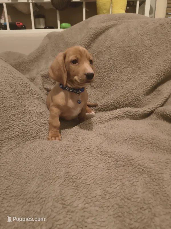 Prince – Miniature Dachshund puppy for sale in Pueblo, CO