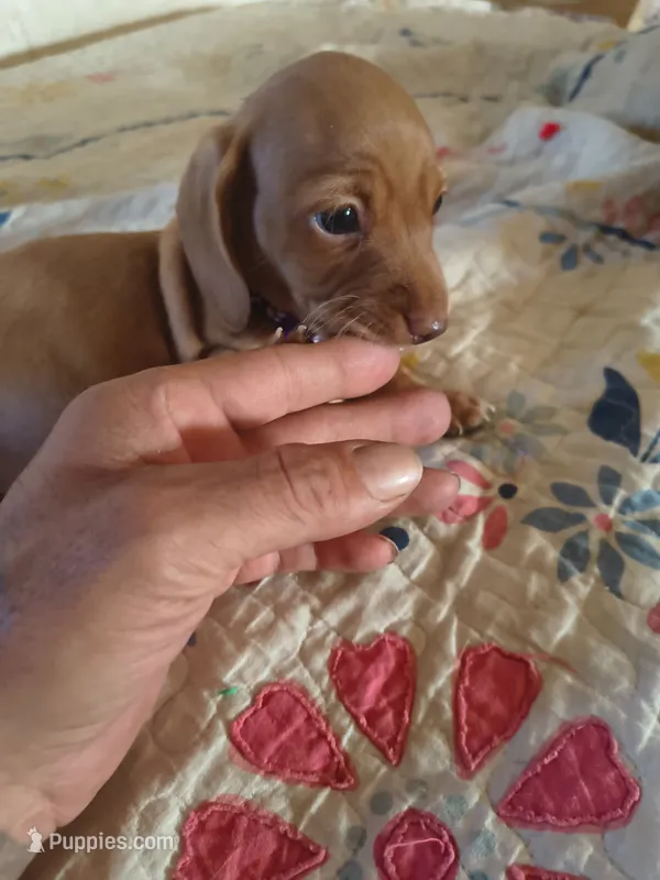 Bella – Miniature Dachshund puppy for sale in Pueblo, CO