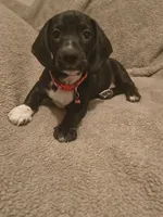 Puppy , a male Miniature Dachshund for sale in Pueblo, CO – 1 of 3