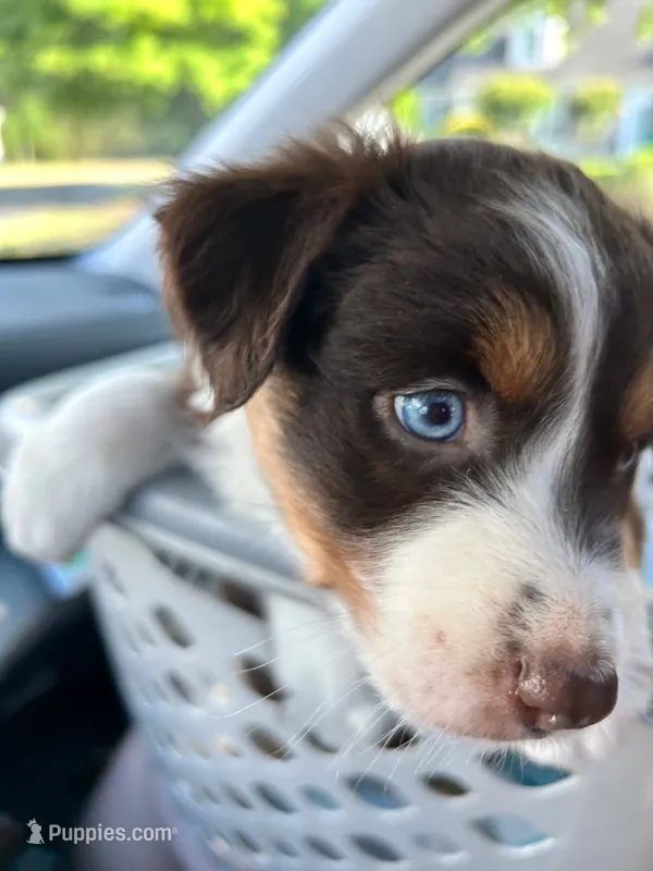 Aussie Baby Girl 4 – Australian Shepherd puppy for sale in Salem, VA