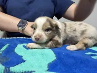 Aussie Baby Girl 2 , a female Australian Shepherd for sale in Salem, VA – 3 of 3