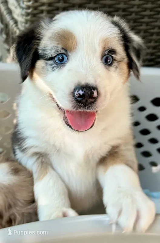 Aussie Baby Boy 1 – Australian Shepherd puppy for sale in Salem, VA