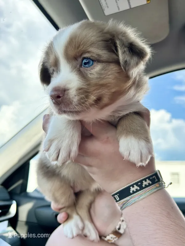 Aussie Baby Girl 2  – Australian Shepherd puppy for sale in Salem, VA