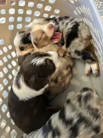 Aussie Baby Girl 2 , a female Australian Shepherd for sale in Salem, VA – 2 of 3
