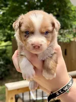 Aussie Baby Girl 2 , a female Australian Shepherd for sale in Salem, VA – 1 of 3