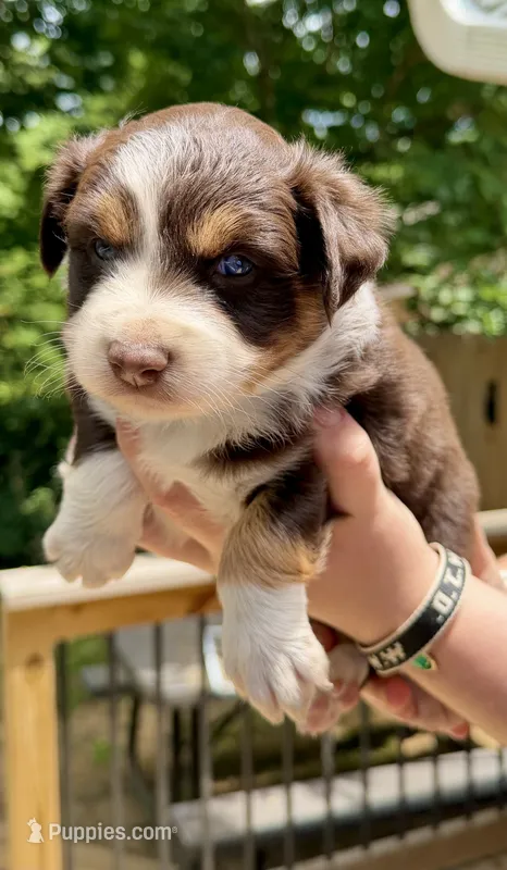 Aussie Baby Girl 4 – Australian Shepherd puppy for sale in Salem, VA