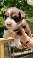 Aussie Baby Girl 4, a female Australian Shepherd for sale in Salem, VA – 1 of 1