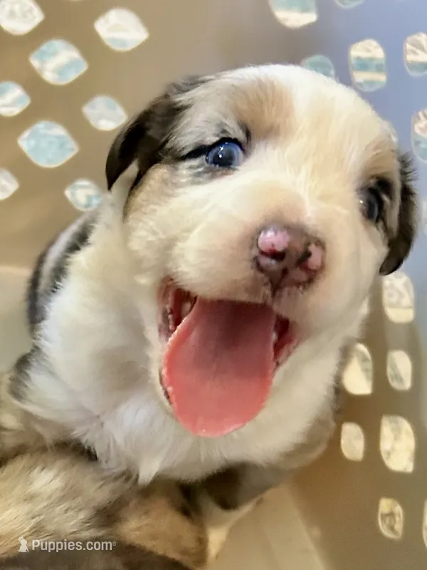 Aussie Baby Boy 1 – Australian Shepherd puppy for sale in Salem, VA