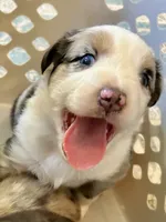 Aussie Baby Boy 1, a male Australian Shepherd for sale in Salem, VA – 1 of 1