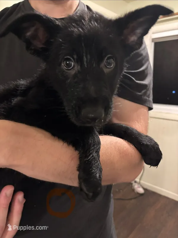 Orange – German Shepherd Dog puppy for sale in Fulton, NY