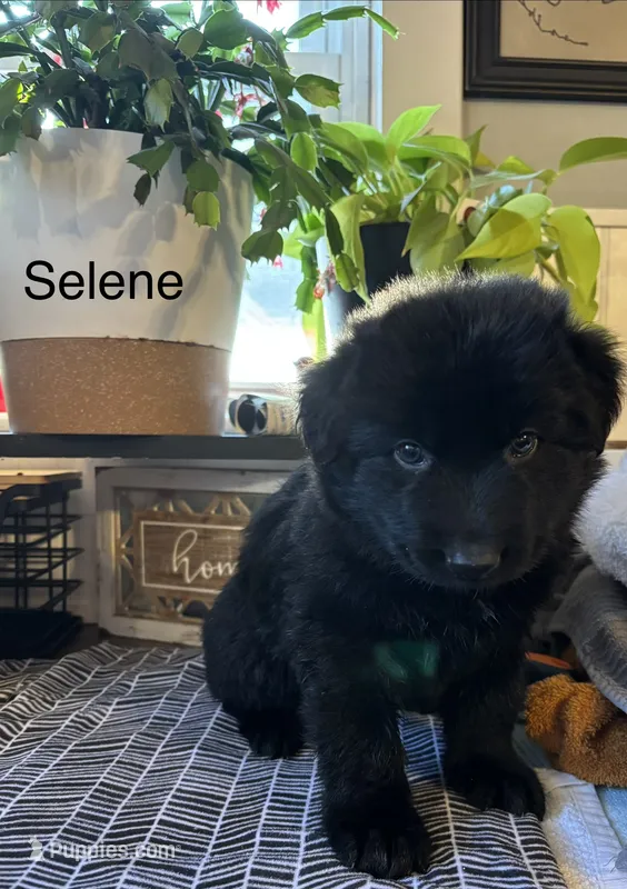 Selene
