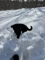 Selene, a female German Shepherd Dog for sale in Fulton, NY – Photo 2 of 3