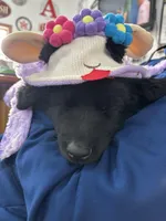 Selene, a female German Shepherd Dog for sale in Fulton, NY – Photo 3 of 3