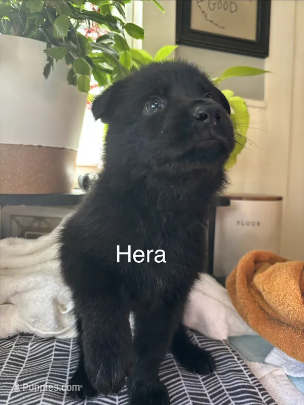Hera