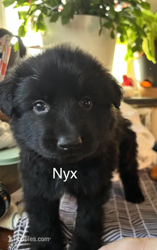 Nyx