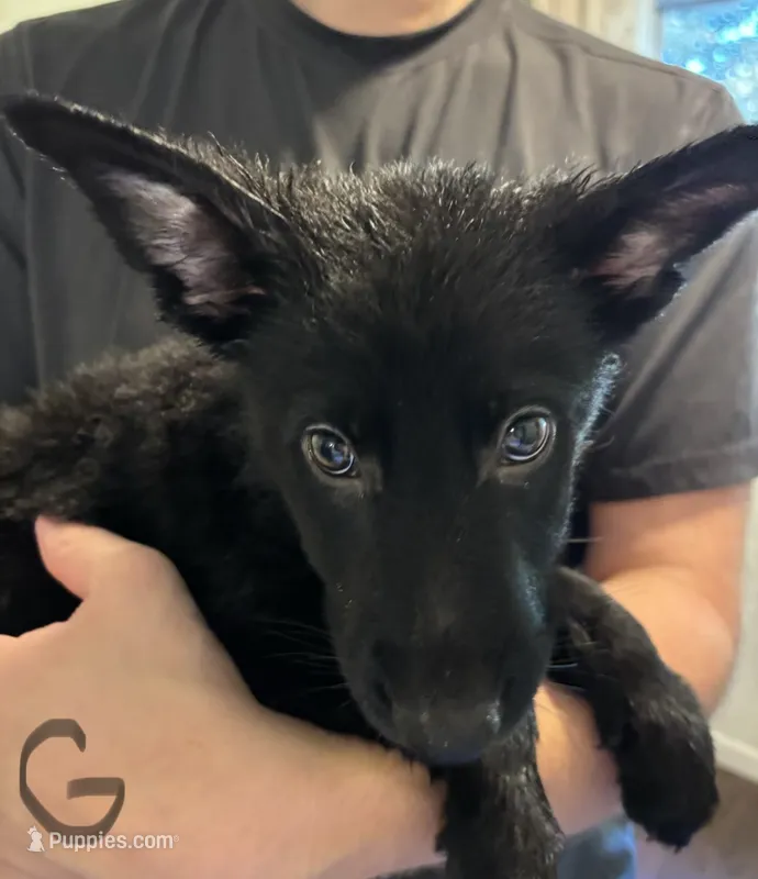 Silver – German Shepherd Dog puppy for sale in Fulton, NY