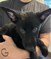Silver, a female German Shepherd Dog for sale in Fulton, NY – 1 of 1