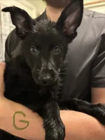 Green, a female German Shepherd Dog for sale in Fulton, NY – 1 of 1