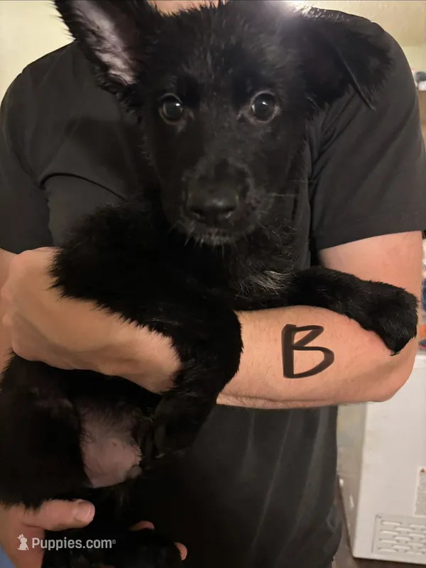 Black – German Shepherd Dog puppy for sale in Fulton, NY