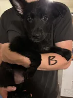 Black, a male German Shepherd Dog for sale in Fulton, NY – 1 of 1